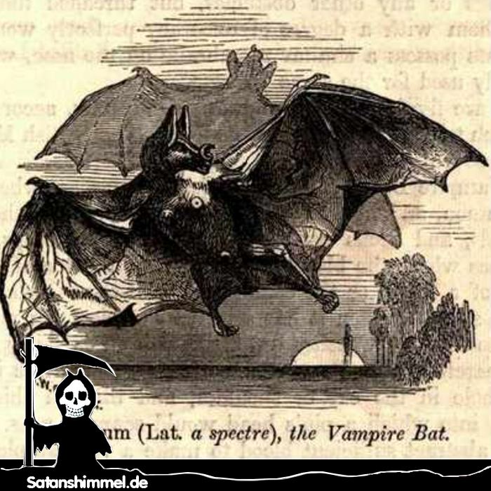 Der Gemeine Vampir (Desmodus rotundus). Die Fledermäuse haben ihren Namen von der Sagengestalt des Vampirs und nicht umgekehrt.